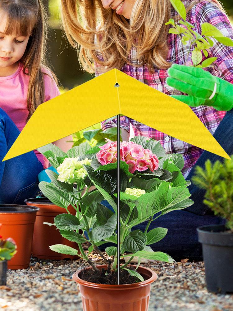 พืช Shade Plant Shade COVER ลด - Bonsai Garden Backyard บทวิจารณ์และราคา