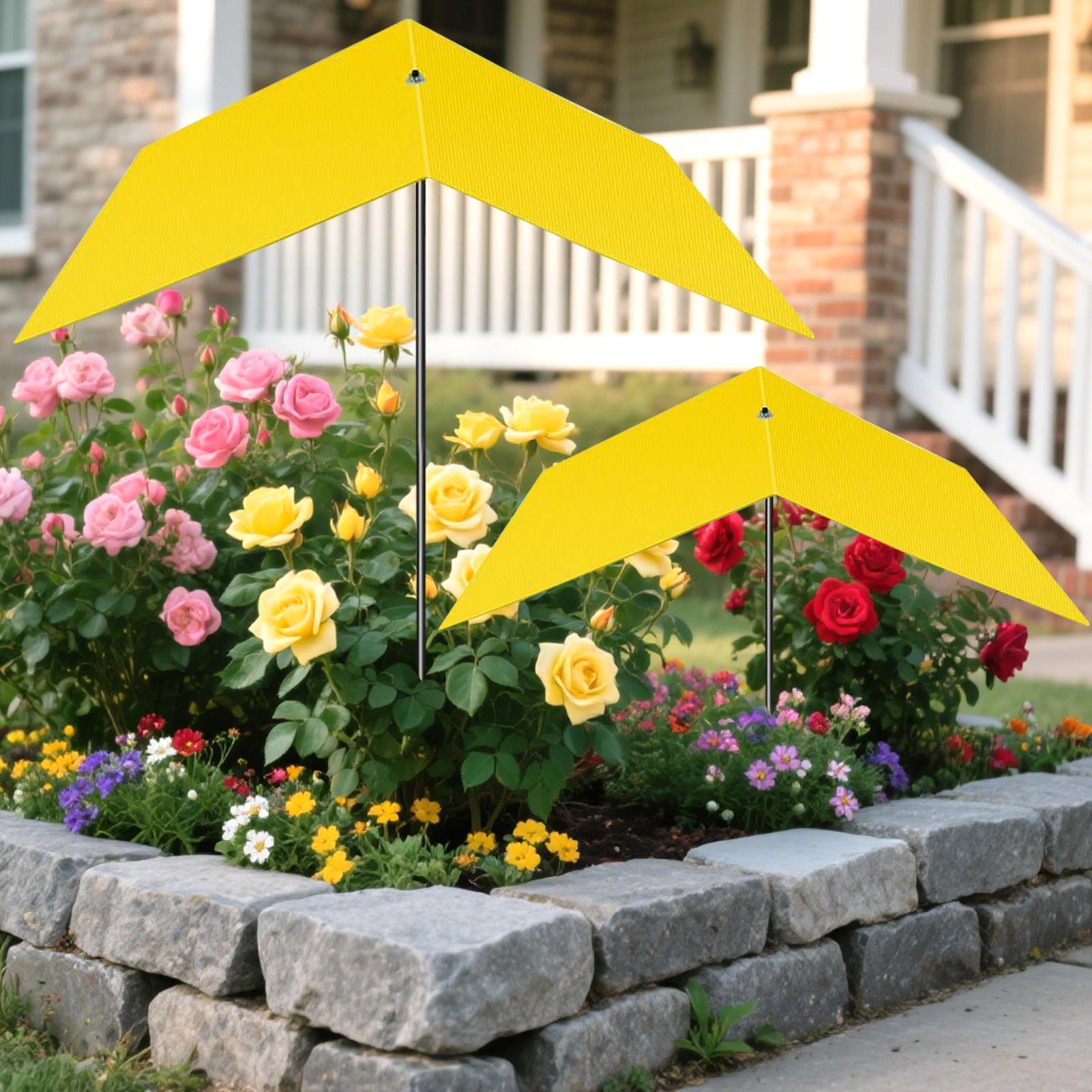 พืช Shade Plant Shade COVER ลด - Bonsai Garden Backyard บทวิจารณ์และราคา