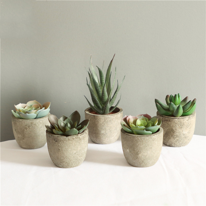 MINI ประดิษฐ์ Aloe พืชบอนไซขนา - Bonsai Garden Sushi บทวิจารณ์และราคา