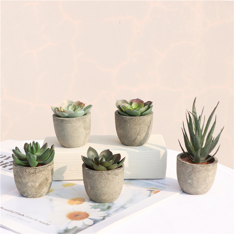 MINI ประดิษฐ์ Aloe พืชบอนไซขนา - Bonsai Garden Sushi บทวิจารณ์และราคา